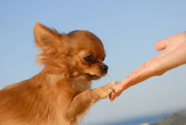 Photo of tender touch love handshake of young woman hand and little cute sweet puppy of chihuahua pet dog outdoors blue sky high five concept