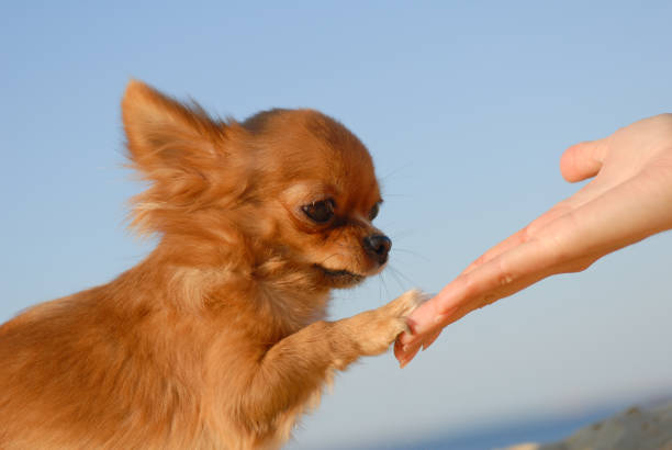 concurso amor aperto de mão de jovem mulher mãos e pouco bonito doce filhote de cachorro de chihuahua cão de estimação ao ar livre céu azul alta cinco conceito - chihuahua stroking pets human hand - fotografias e filmes do acervo