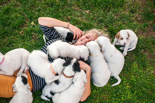 Dalmatian puppies and women playing on grass