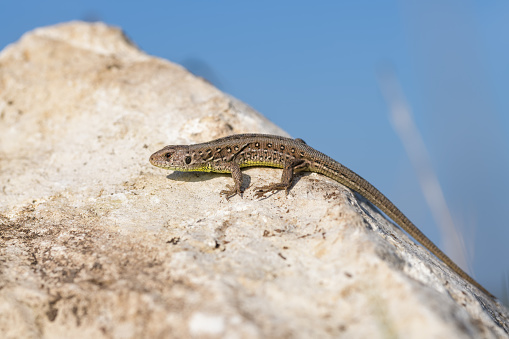 Juvenile sand lizard on a rock