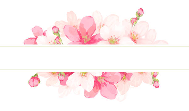 Cherry blossom frame vector cherry blossom/botanical frame/border/background/greeting card/invitation/vector illustration/spring/pink flower/plant pink flowers stock illustrations
