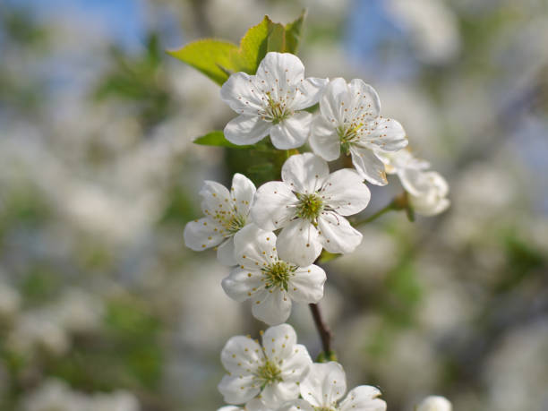 istock white Cherry flowers on branch tree at the springtime in sunny day 1141144767