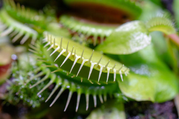istock carnivorous plant that feeds on insects 1141144778