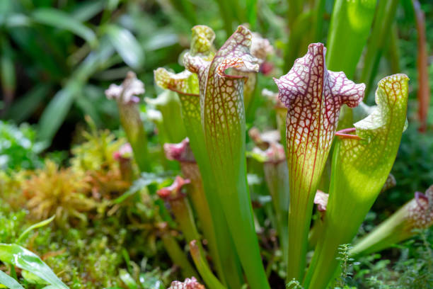 istock carnivorous plant that feeds on insects 1141145424