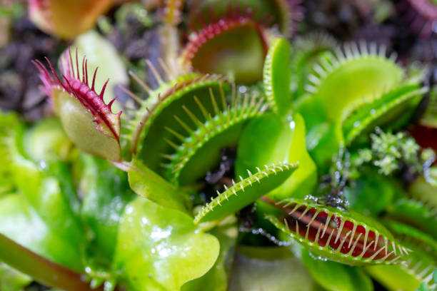 istock carnivorous plant that feeds on insects 1141145486