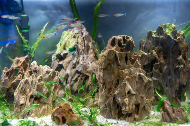 istock Underwater landscape inside the aquarium. 1141145508