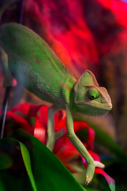 istock Green chameleon on the branch. 1141145525