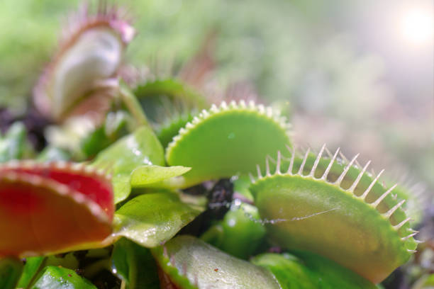 istock carnivorous plant that feeds on insects 1141145535