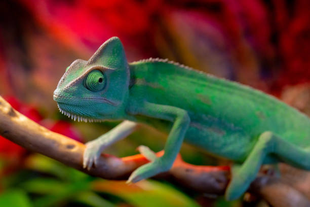 istock Green chameleon on the branch. 1141145632