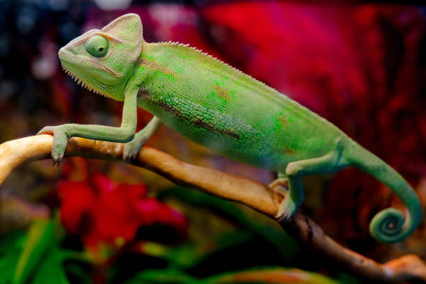istock Green chameleon on the branch. 1141145649