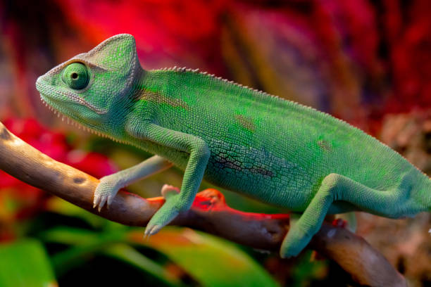 istock Green chameleon on the branch. 1141145684