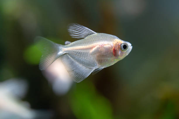 istock Small fish in the aquarium. 1141145720