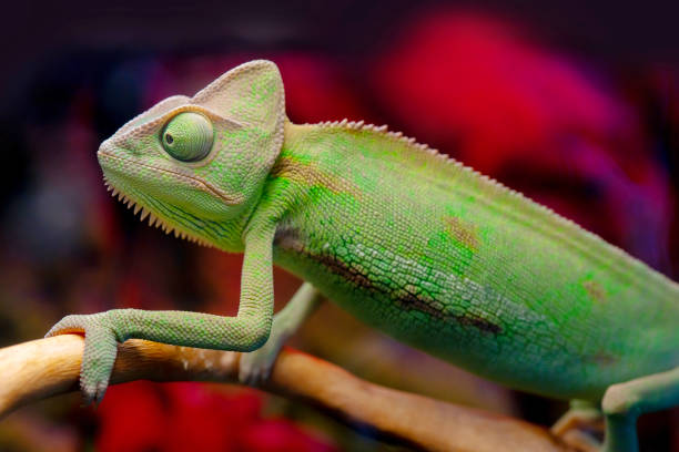 istock Green chameleon on the branch. 1141145731