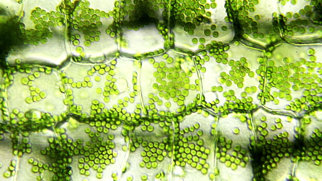 Water plant leaf, microscopic view