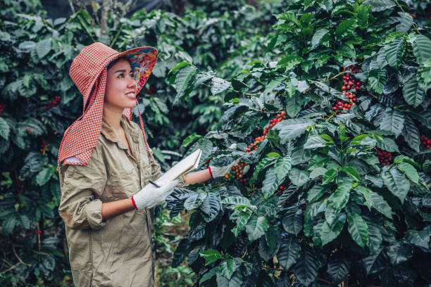 手の中の女性がノートを持ち、コーヒーの木の近くに立って、コーヒーについて学ぶ - inthanon ストックフォトと画像