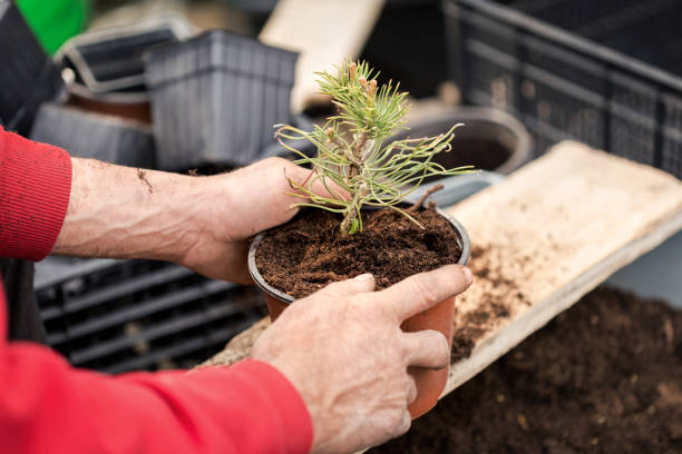 istock Farmer potted a pine plant 1141147776