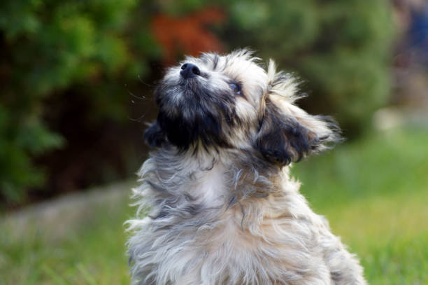 istock Havanese Dog on green Meadow 1141148214
