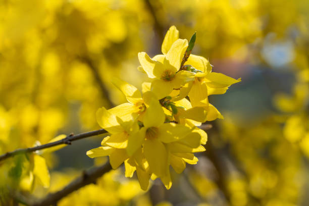 istock Forsythia blossoming in public park 1141148594