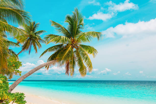 istock tropical sand beach with palm trees, vacation at sea 1141151277
