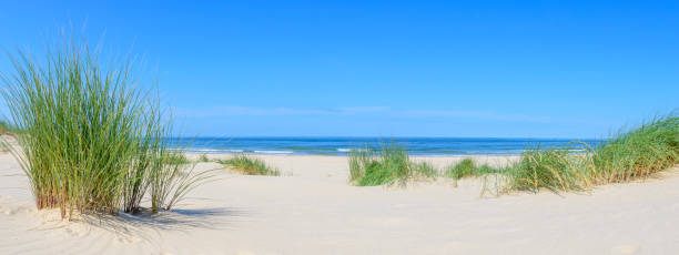 sanddyner på stranden med beachgrass under en vacker sommar dag - sandrör bildbanksfoton och bilder
