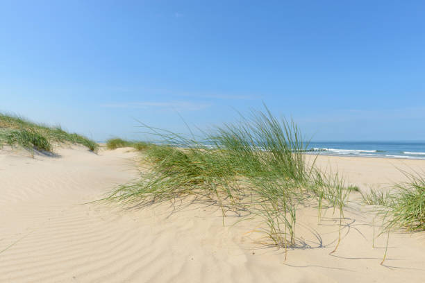 istock Dunes at the beach with Beachgrass during a beautiful summer day 1141153875