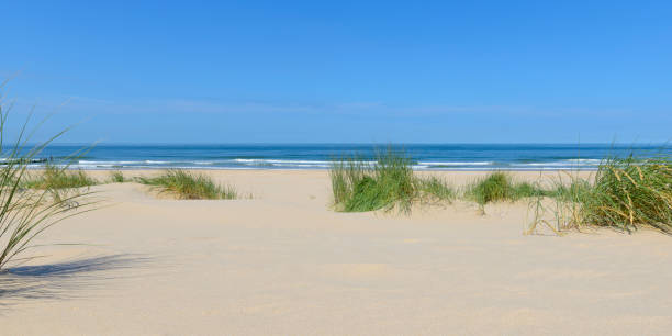 istock Dunes at the beach with Beachgrass during a beautiful summer day 1141153891