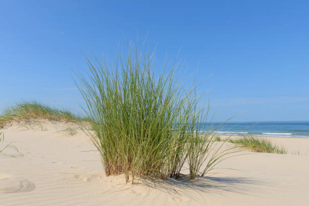 istock Dunes at the beach with Beachgrass during a beautiful summer day 1141153921