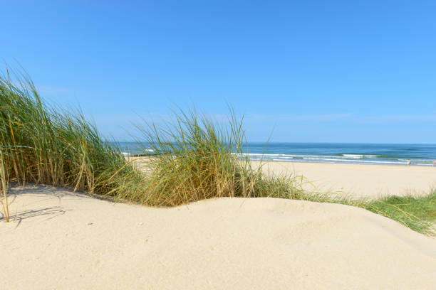 istock Dunes at the beach with Beachgrass during a beautiful summer day 1141154026