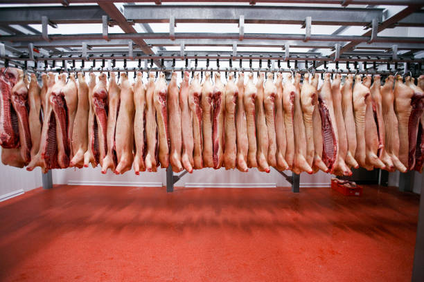 Close up of a half pork chunks hung and arranged in a row in a large fridge in the fridge meat industry. Close up a lot of chopped raw pork meat hanging and arrange and processing deposit in a refrigerator, in a factory. slaughterhouse photos stock pictures, royalty-free photos & images