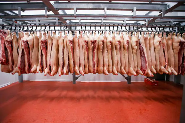 Photo of Close up of a half pork chunks hung and arranged in a row in a large fridge in the fridge meat industry.