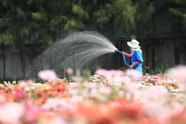 Pathum Thani - March 25, 2018: Gardener watering chrysanthemum plants in high summer