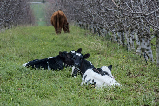 istock Holstein Friesian  calves lying down 1141155489
