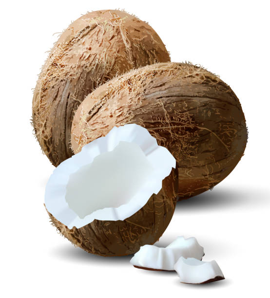 흰 바탕에 코코넛 견과류 2 개와 1/2 세 번째. 3D 벡터입니다. 높은 상세한 현실적인 그림 벡�터 아트 일러스트