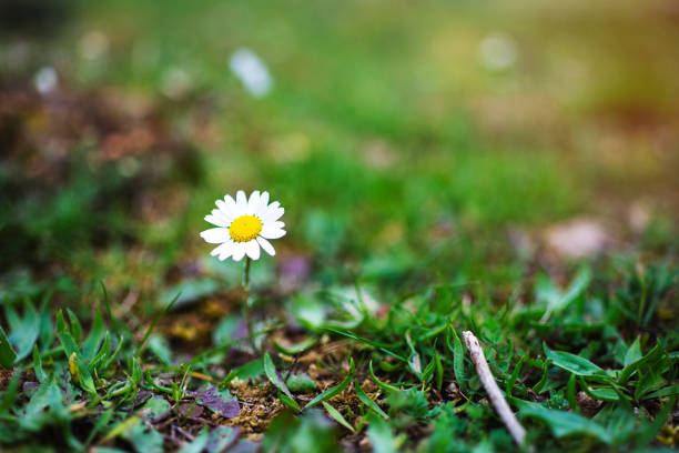 화이트 데이지 - flower single flower macro focus on foreground 뉴스 사진 이미지