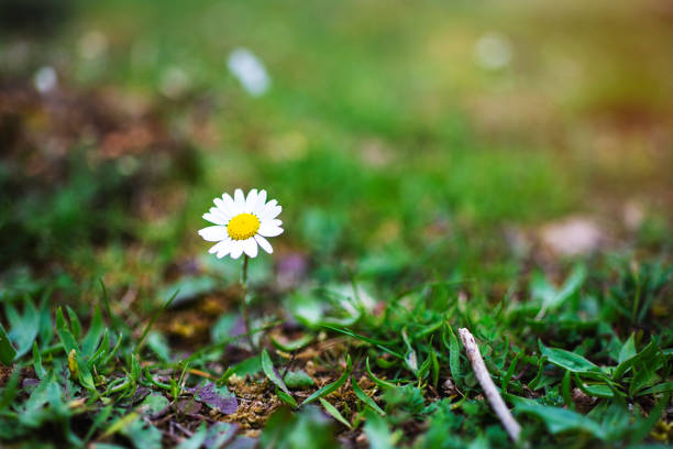 white daisy - flower single flower macro focus on foreground imagens e fotografias de stock