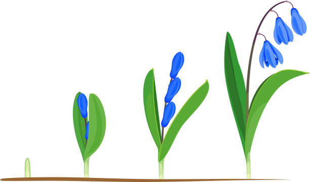 illustrations, cliparts, dessins animés et icônes de cycle de vie du scille sibérien ou scilla siberica. stades de croissance de la pousse verte à la plante fleurissante avec des feuilles vertes et des fleurs bleues - bush isolated plant white background