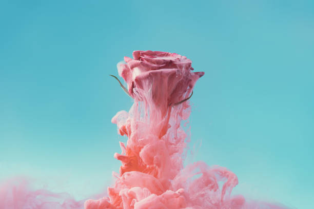 istock Pink rose flower with pastel ink. 1141165997
