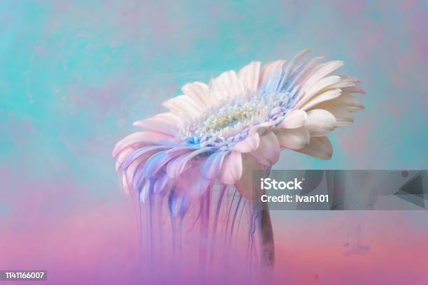 Weiße Daisyblume Mit Pastellblauer Und Rosa Tinte Stockfoto und mehr Bilder von Abstrakt