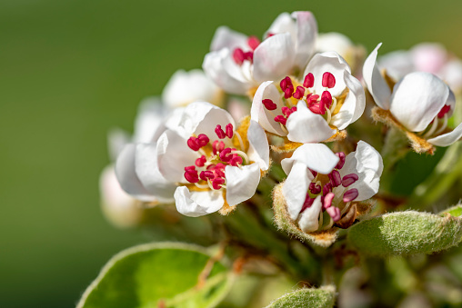 White blossom in the spring of a pear tree in Germany.