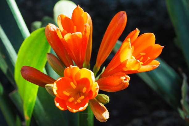 gros plan de fleur de lys kaffir orange - kaffir lily photos et images de collection