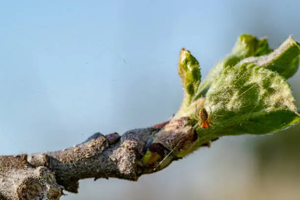 Apple blossom on a branch with a spider web and a spider