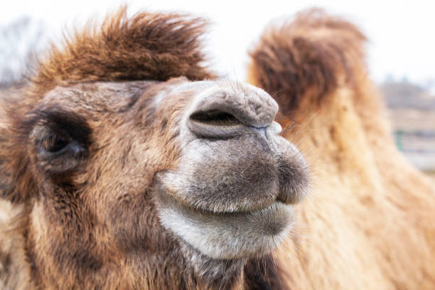 istock close up shot of beautiful middle eastern camel 1141169549