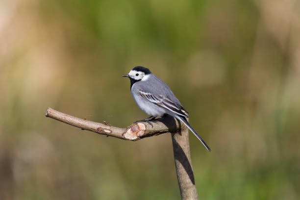 istock white wagtail bird (motacilla alba) sitting on branch in sunshine 1141169761