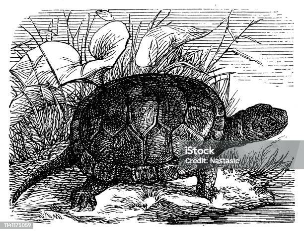 Little Aquarium Turtle Stock Illustration - Download Image Now - 19th Century, Animal, Animal Shell