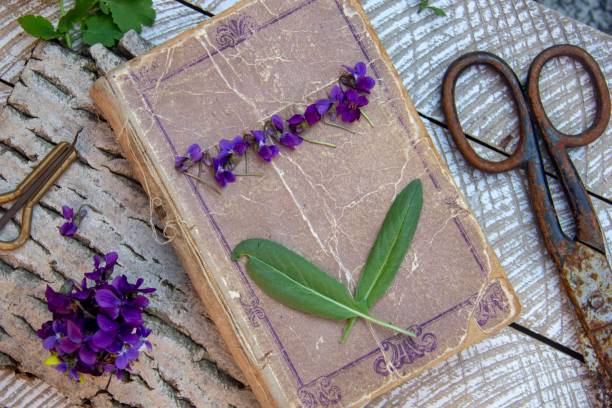 istock still life with garden violet 1141176409