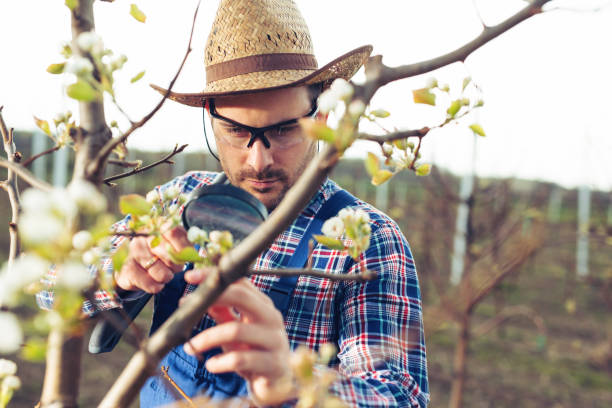 istock Agronomist Examining Pear Tree in the Orchard 1141176641
