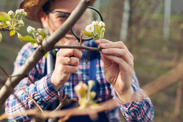 istock Agronomist Examining Pear Tree in the Orchard 1141176779