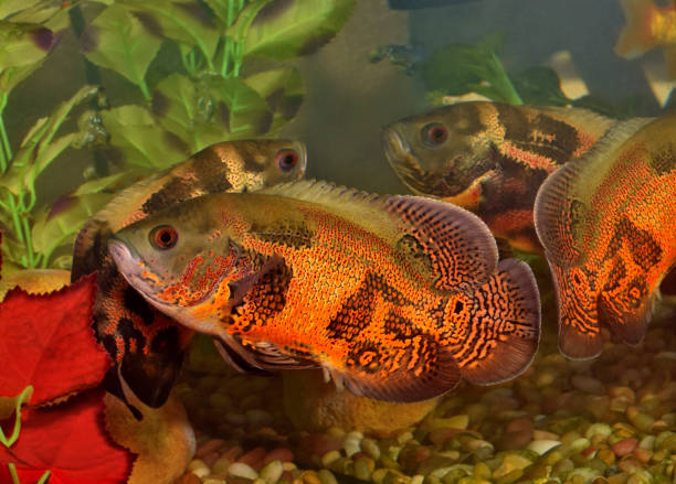 istock Two Oscar fish in an aquarium with reflections. 1141177940