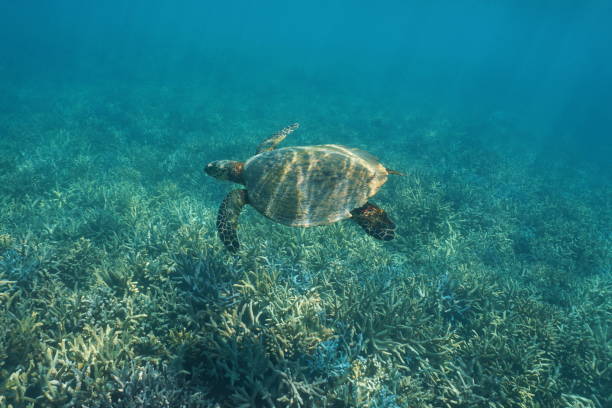 istock Pacific ocean hawksbill sea turtle over coral reef 1141178055