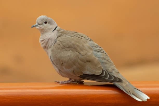 istock A collared dove (Streptopelia decaocto) sits on a ledge in the United Arab Emirates with a soft brown background. 1141178250